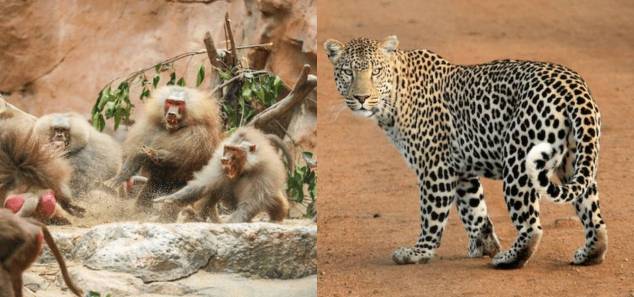 Fifty Baboons Defeat a Leopard
