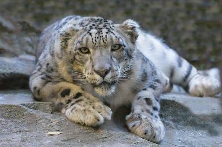 Fifty Baboons Defeat a Leopard 