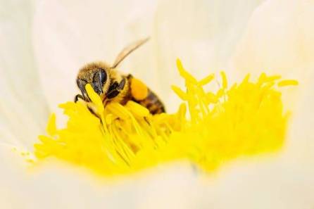 Honey, a common name for a natural sweetener