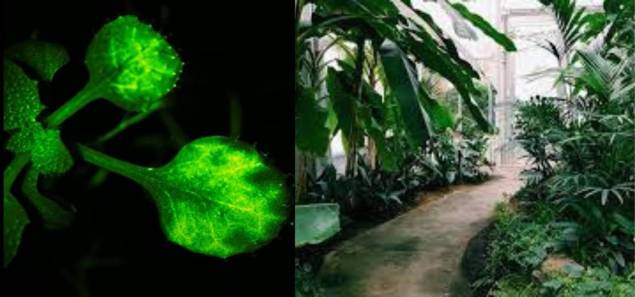 Japanese Scientists Record Video Of Plants Talking To Each Other